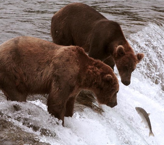 salmon swimming upstream